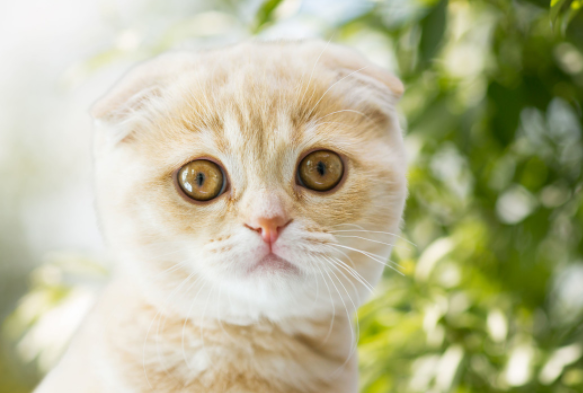 猫咪突然呕吐,胃里面原来全是毛球?要梳毛!