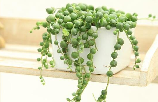 佛珠吊兰的养殖方法和注意事项