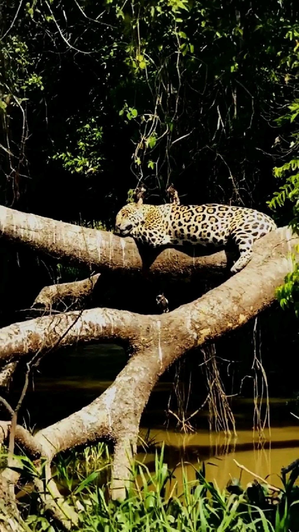 睡在树上的美洲豹