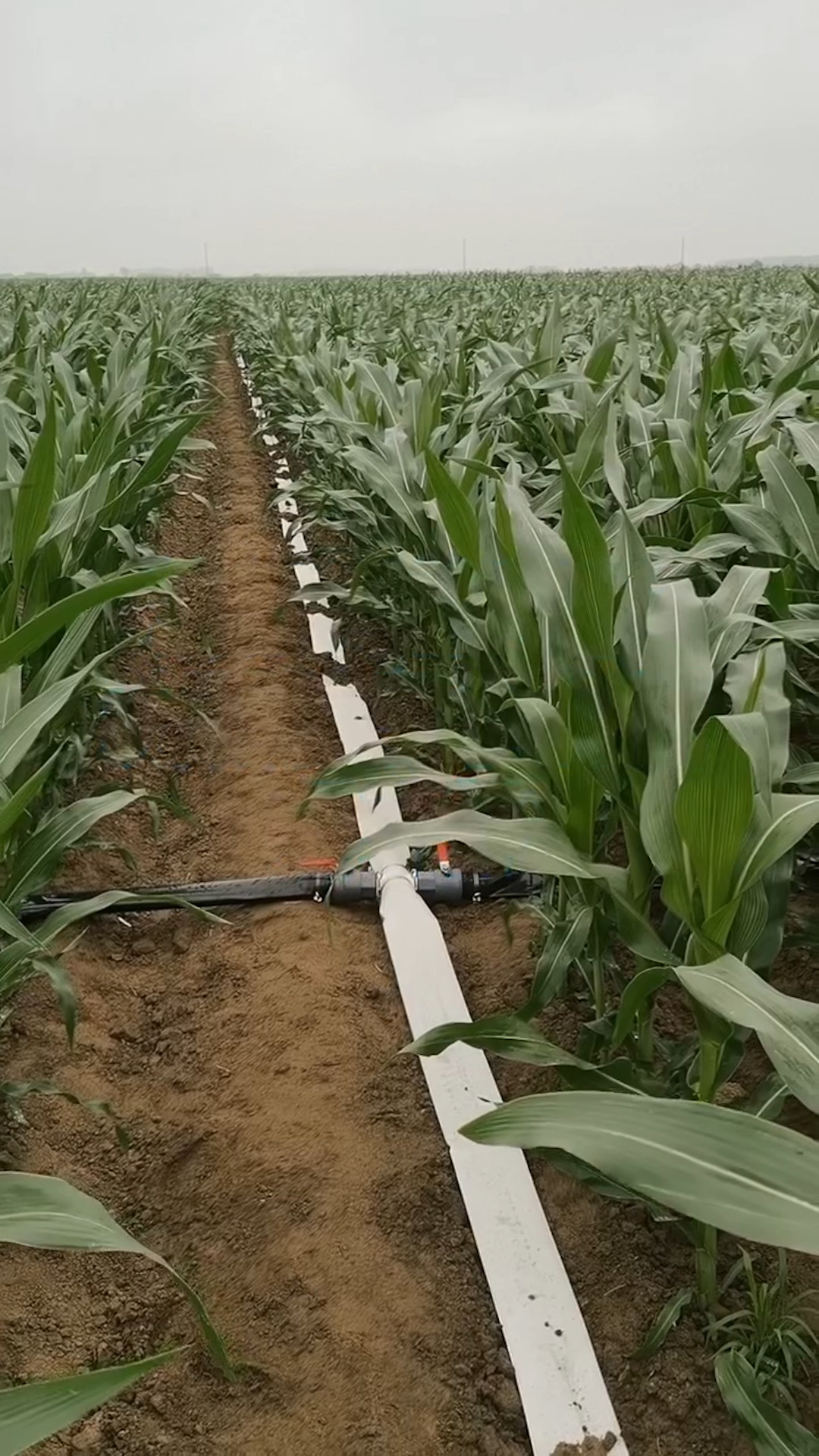 玉米滴灌玉米滴灌带滴灌带铺设安装方法迷宫滴灌带