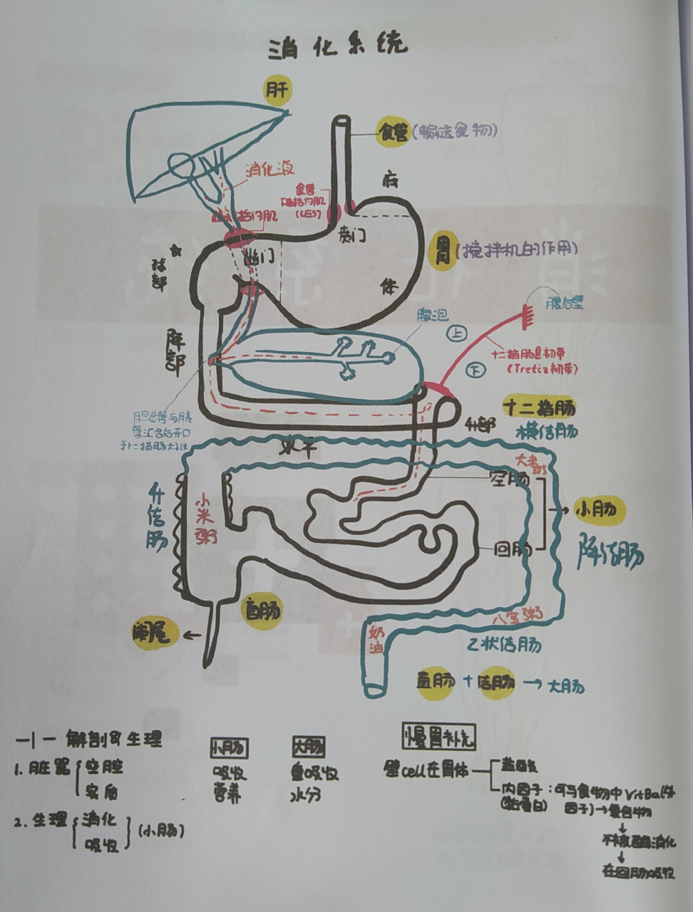 解剖界线位置图片