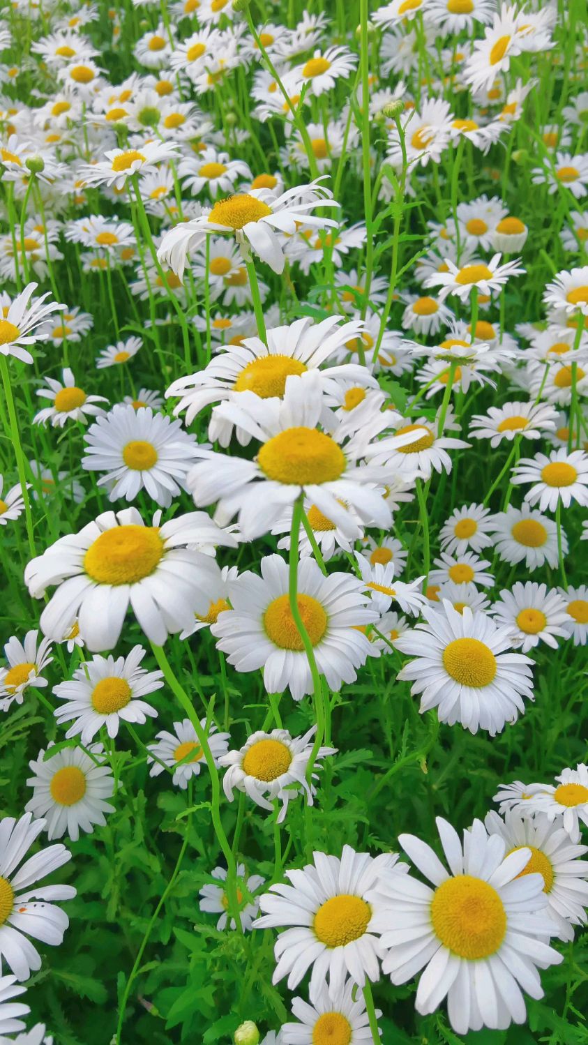 夏天的味道,太甜太甜,华山湖网红打卡的小白菊-度小视