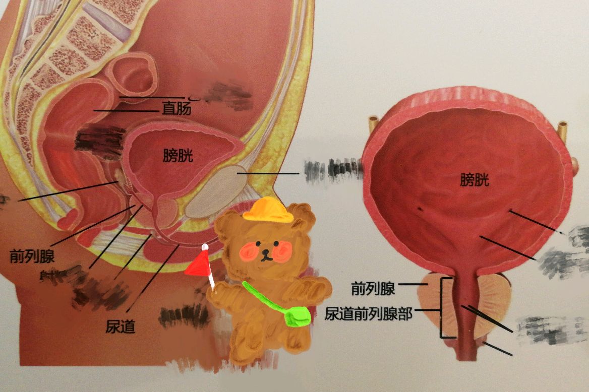 前列腺的位置具体图片图片