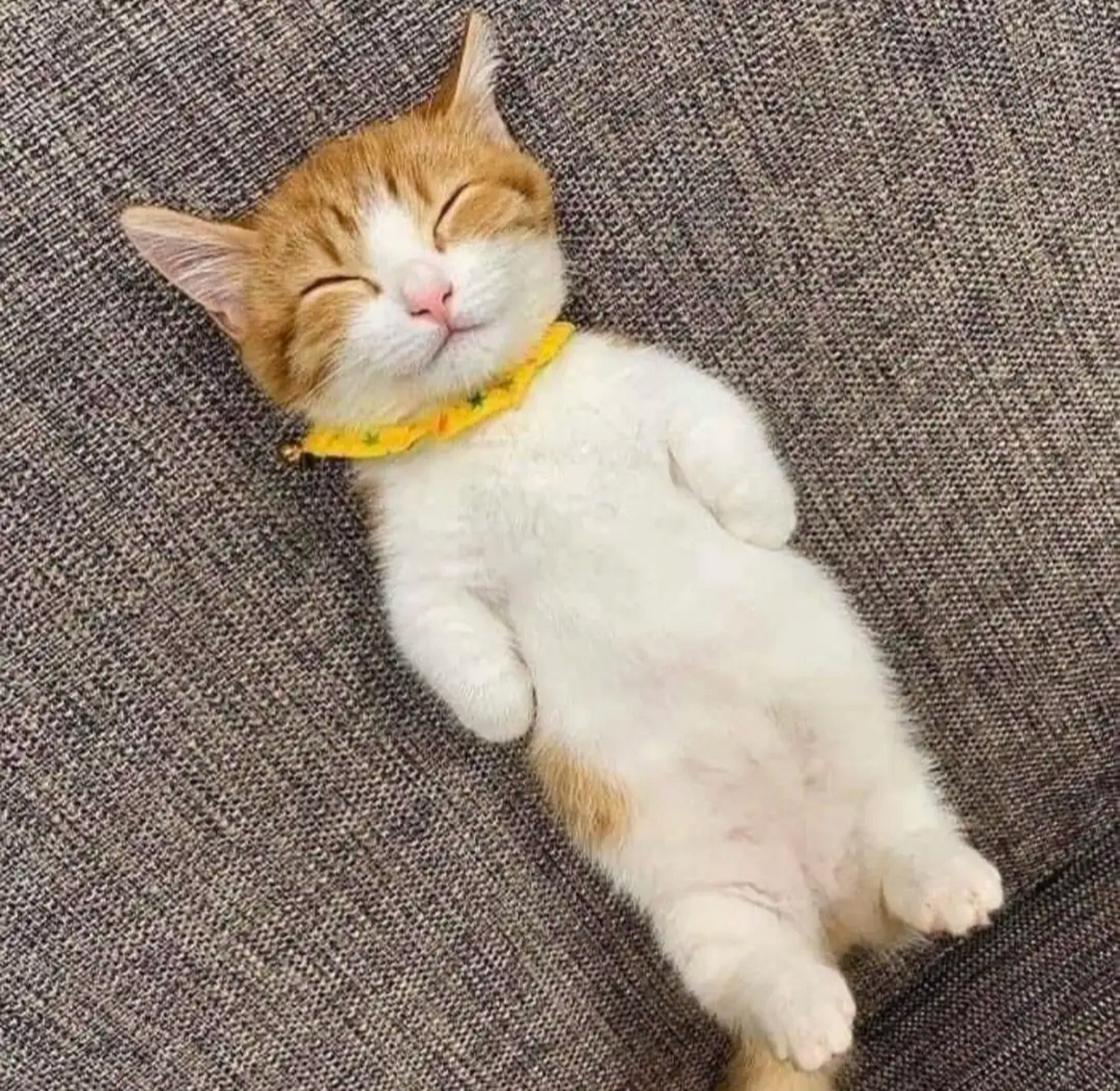 小猫睡觉的姿势图片