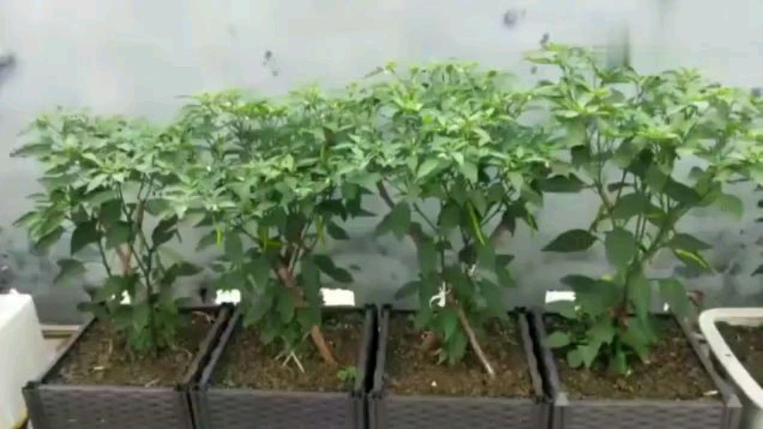 在外打工,出租房自己擀面条,做西红柿打卤面