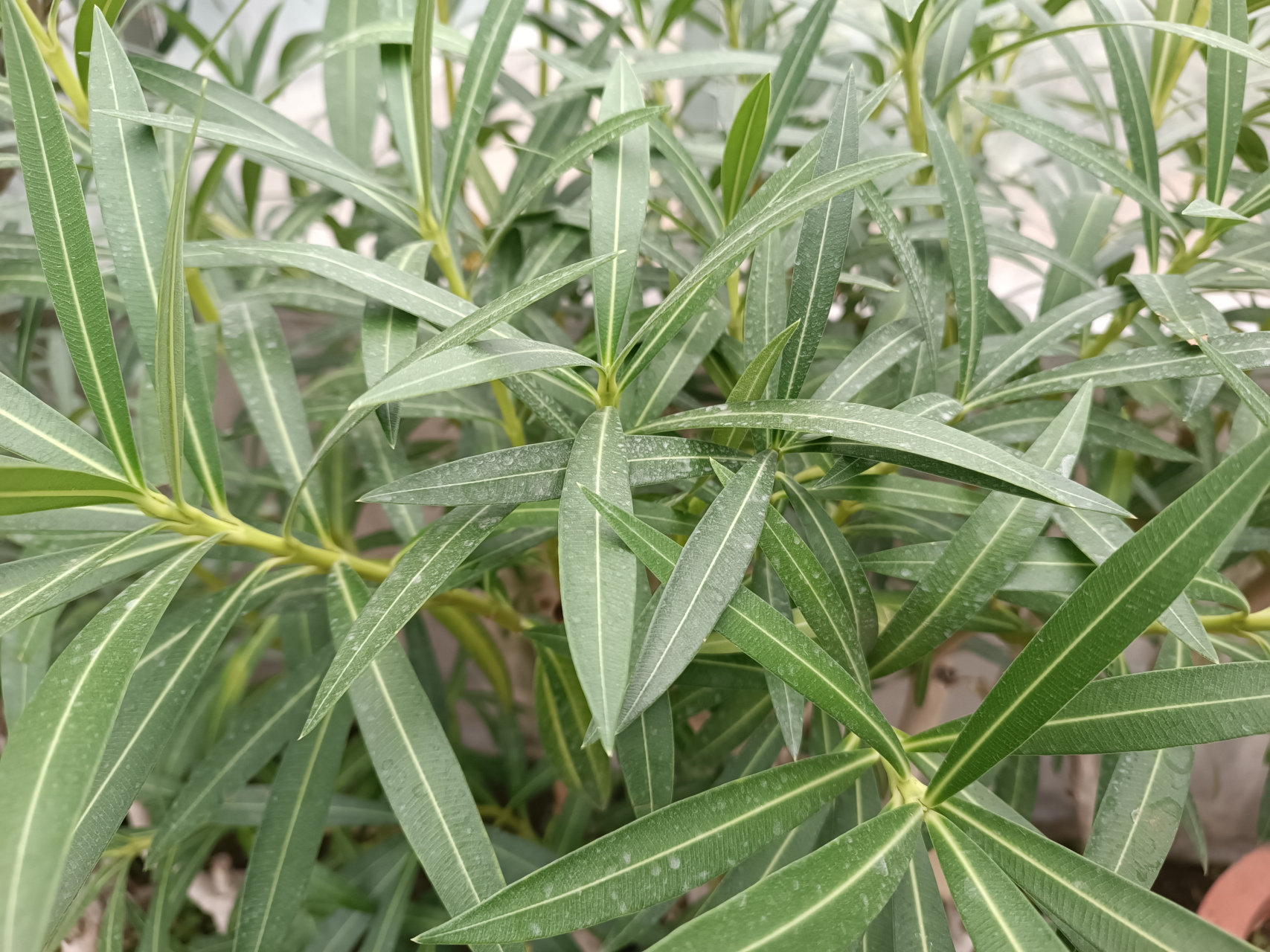 夹竹桃叶的质地图片