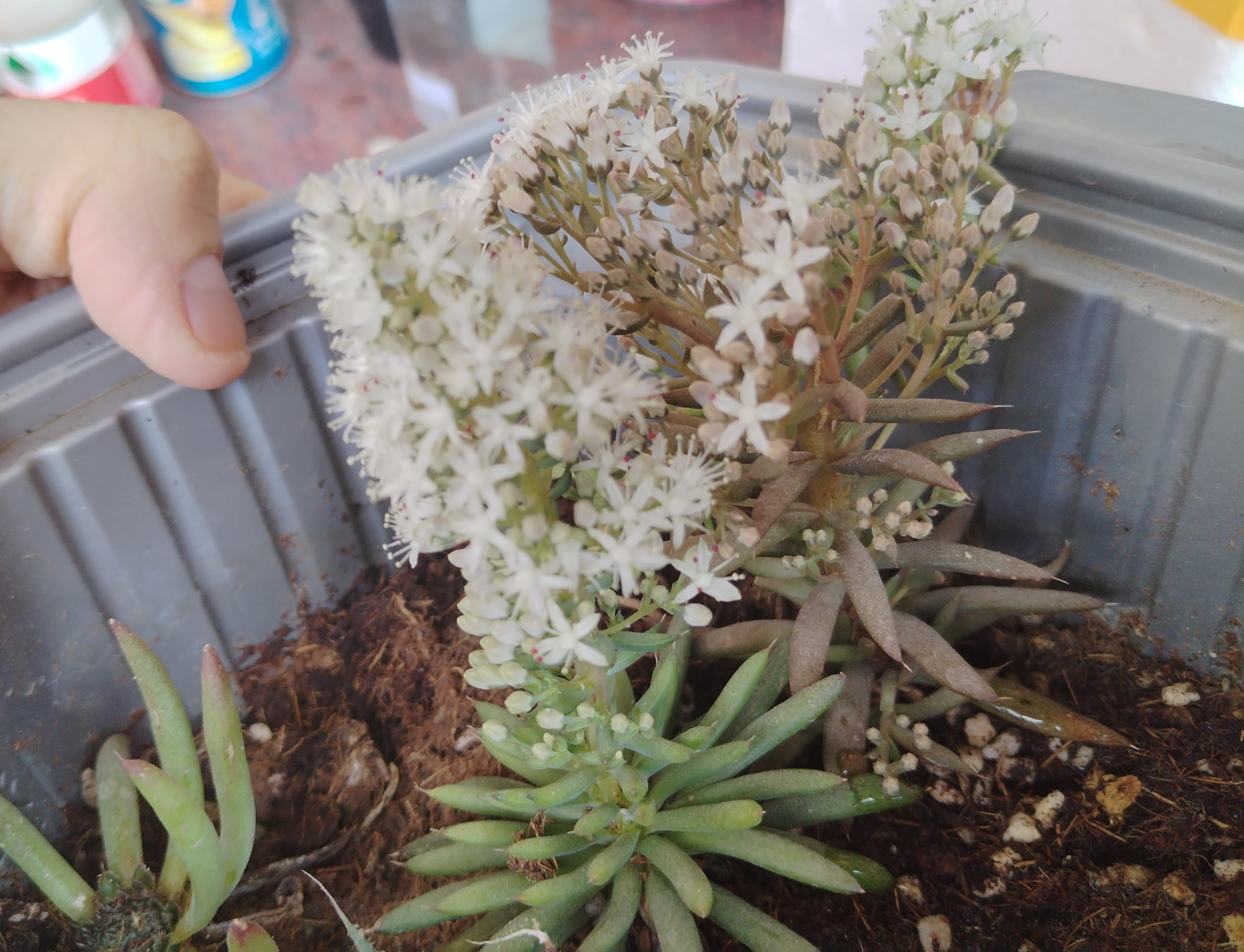 瓦松多肉,2年才开花,一起来欣赏一下吧!