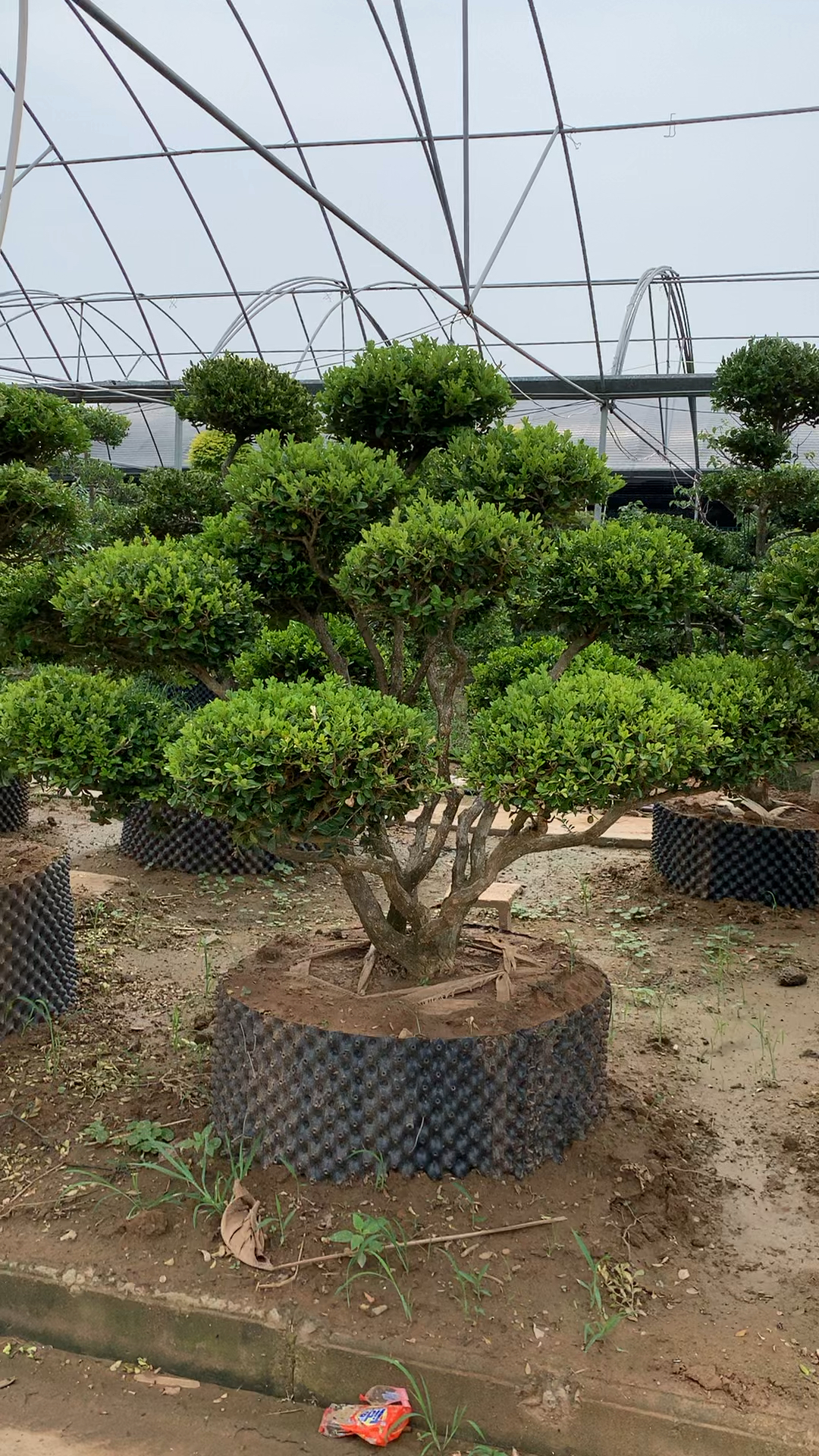 精品瓜子黄杨造型树家有黄杨喜气洋洋耐寒耐旱南北方都可以栽植-度小