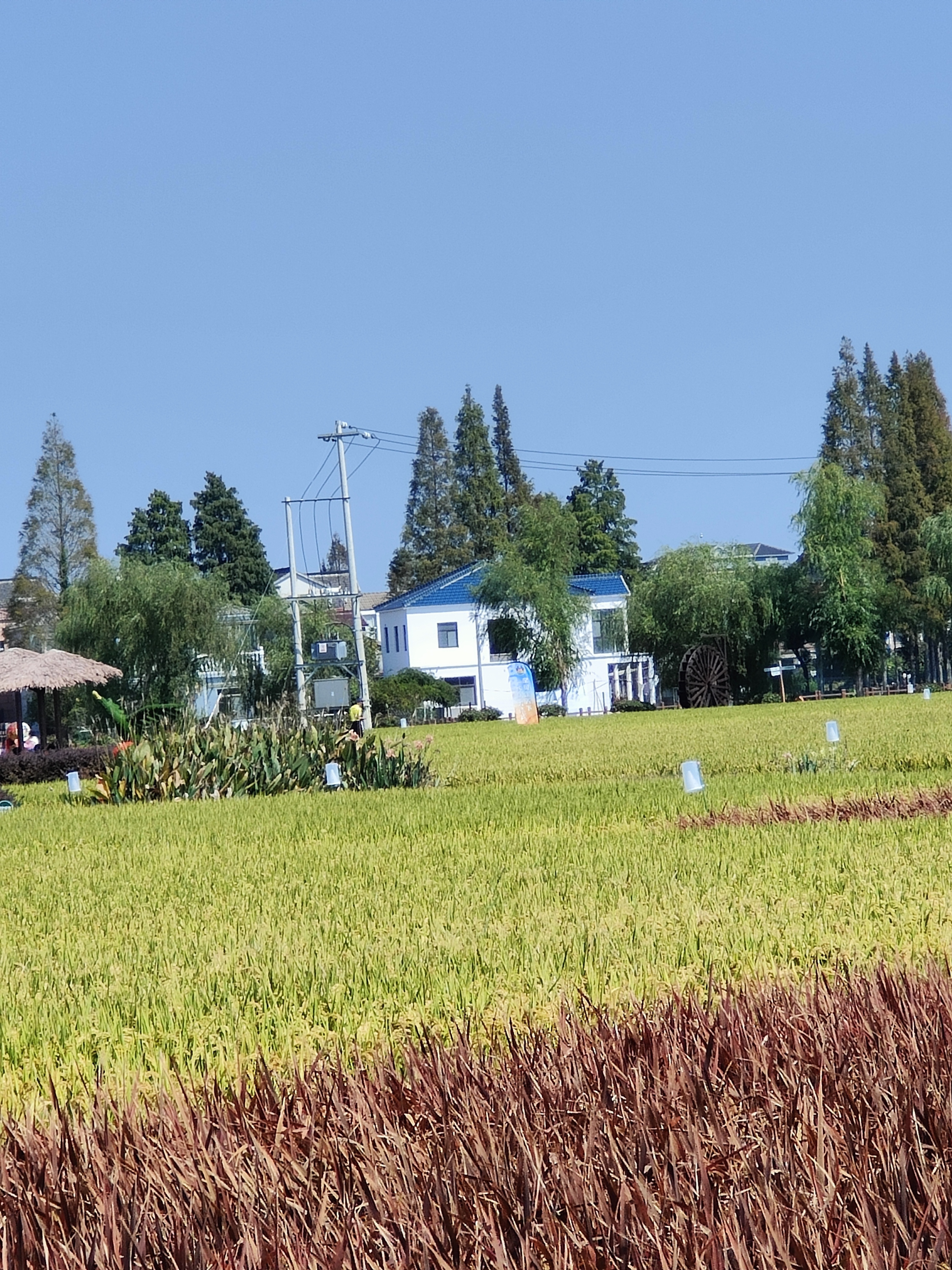 江宁湖熟水稻示范园