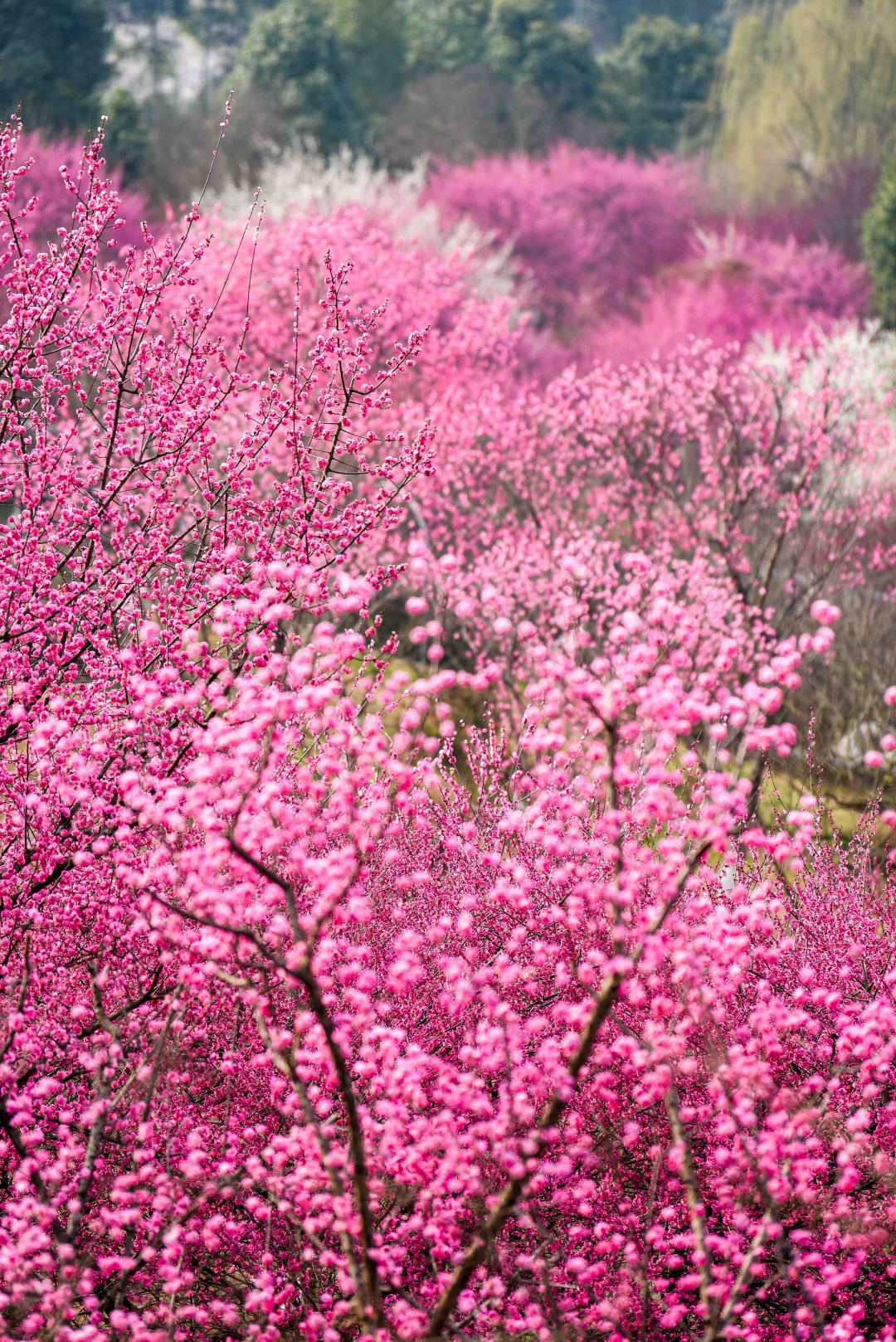 桃花图片大全图片欣赏图片