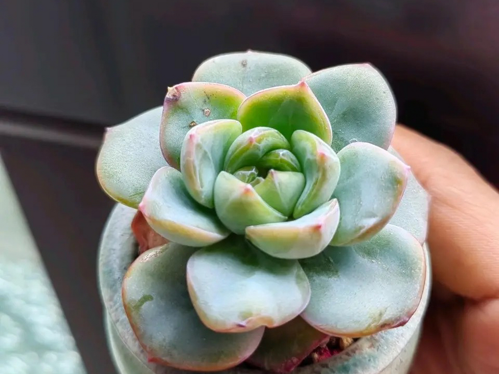 出暗纹了,多肉轰动