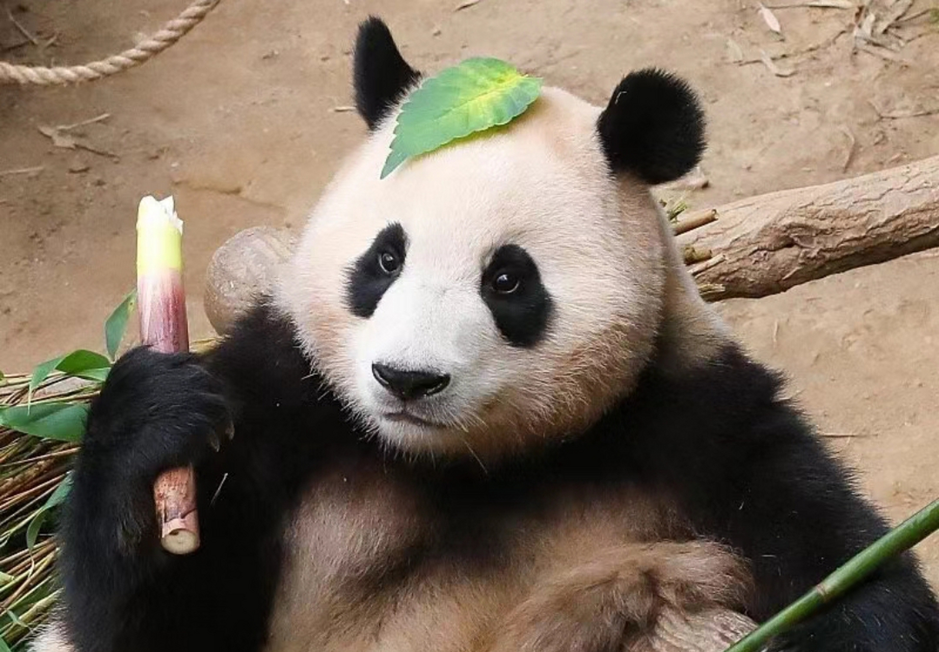 福宝这张照片我第一次看到#  眼睛超像爸比乐宝的!  真的好可爱呀!