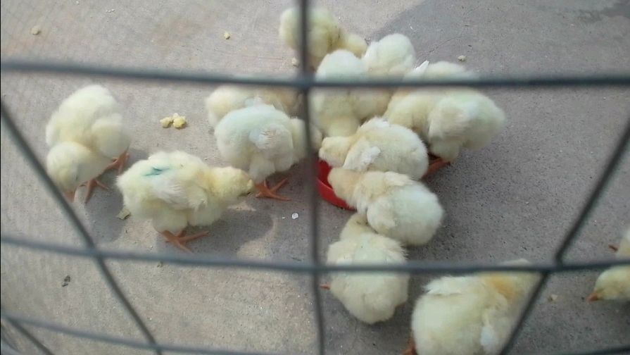 孵出的小鸡什么时候吃东西?多长时间吃一次食物?小鸡不能吃冰的