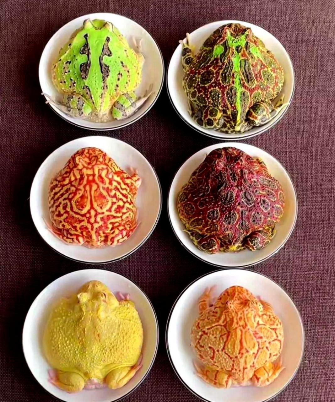高端的食材,只需要简单的烹饪!
