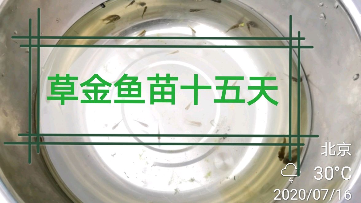 草金鱼苗十五天,35度高温顶着观察,果真没让我失望