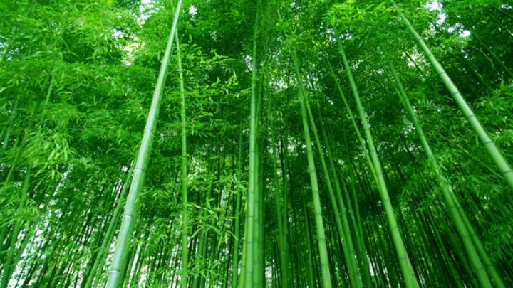 新诗欣赏:绿竹赞,3年积蓄1寸长,1夜春雨6丈高