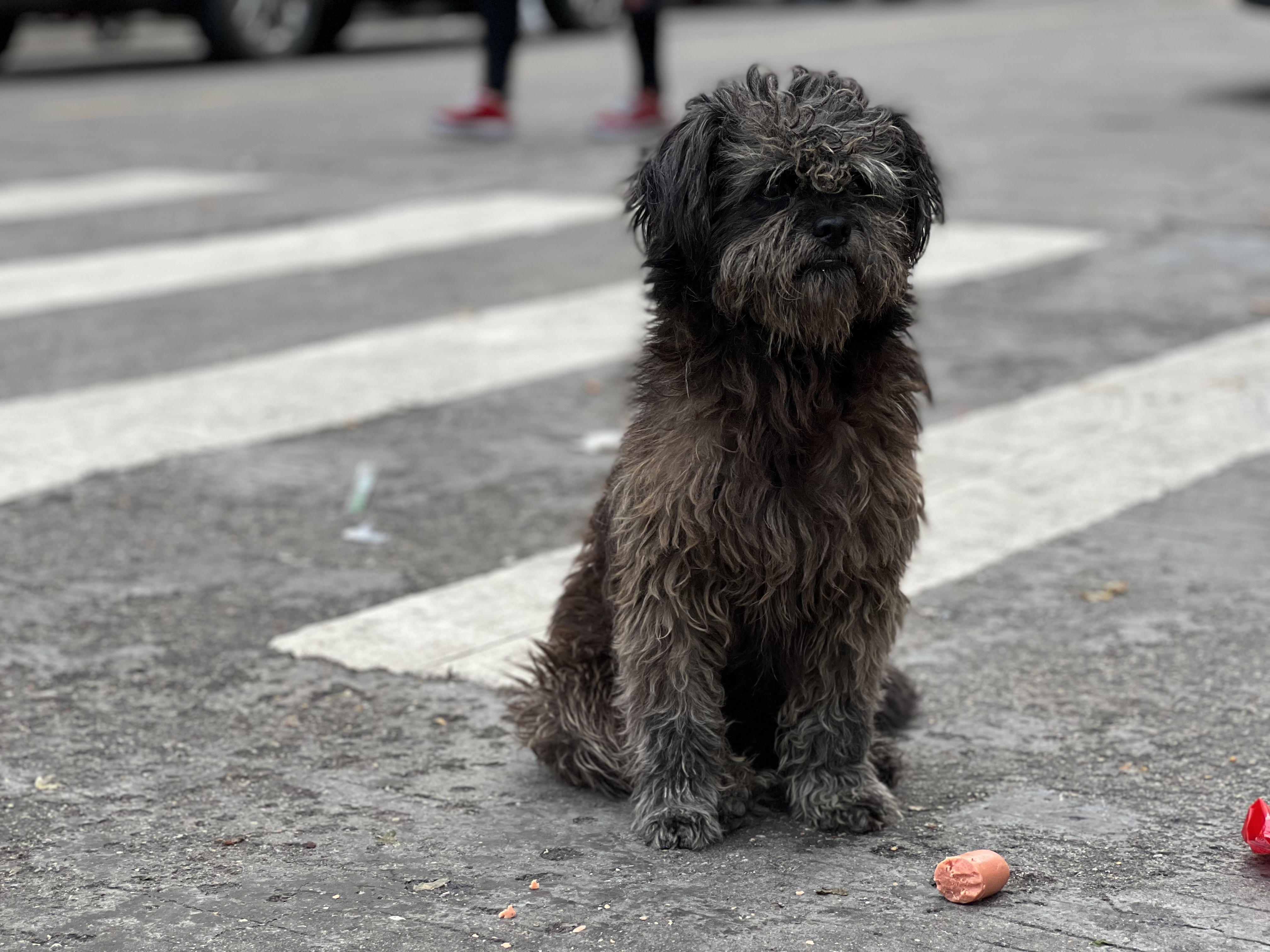 「流浪狗小黑」,洗干净肯定也是帅狗