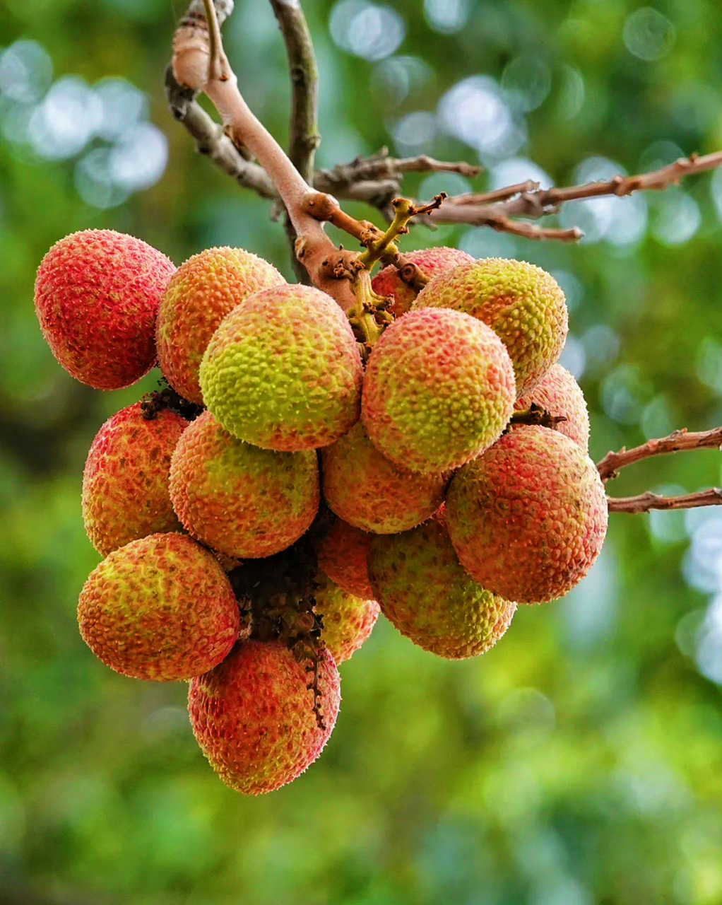 " 一骑红尘妃子笑,无人知是荔枝来 . " 67