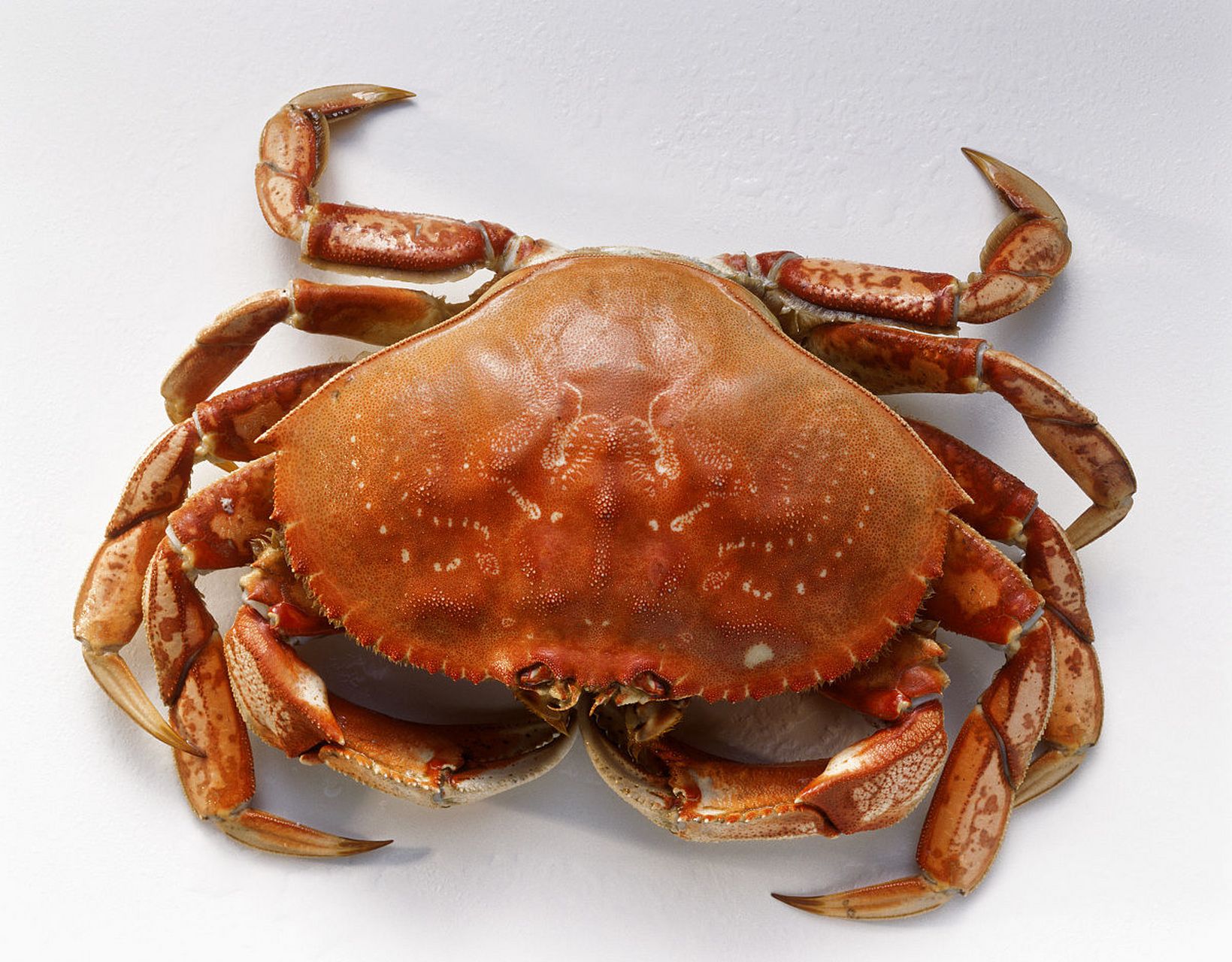 干螃蟹治疟疾的搞笑故事  《梦溪笔谈》中,记载了作者沈括在陕西时