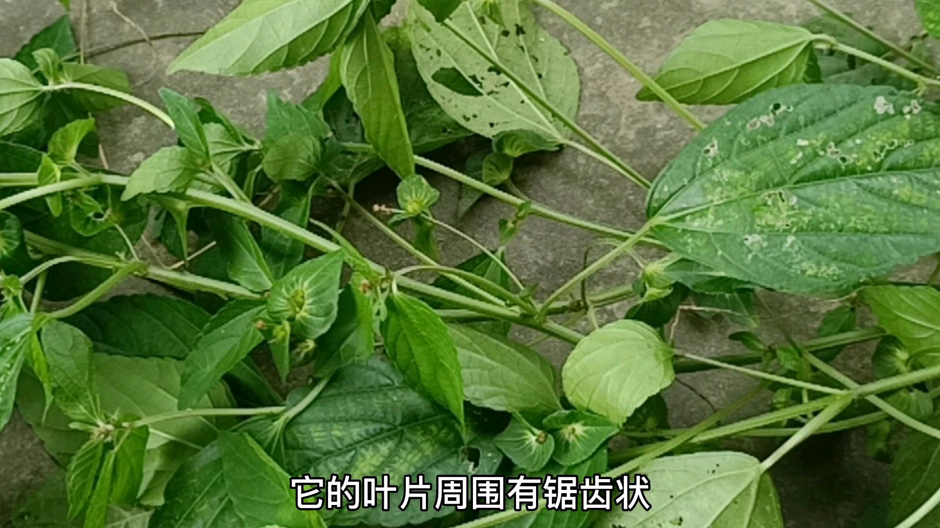 这种植物不多见,朋友们您知道它的名字与特点吗