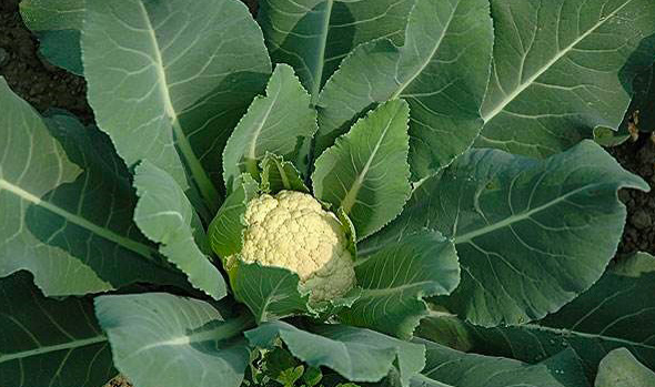 花椰菜菌核病症状及防治方法