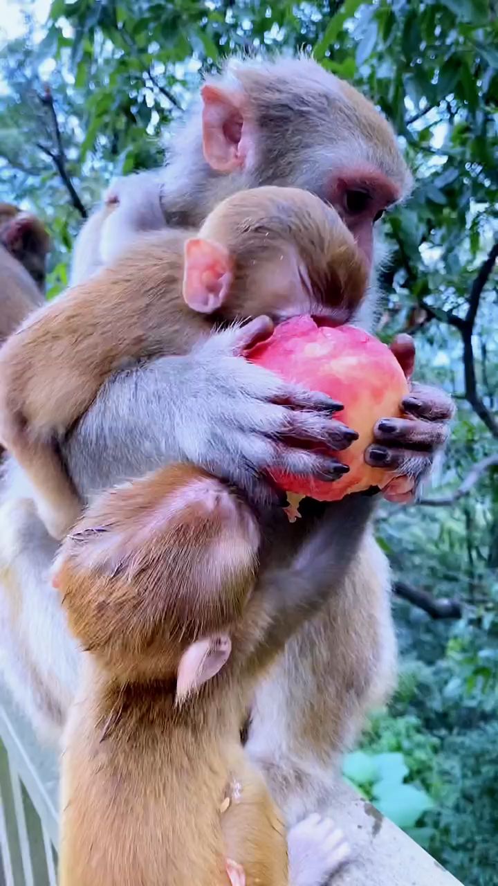 双胞胎宝宝和猴妈妈一起吃桃子