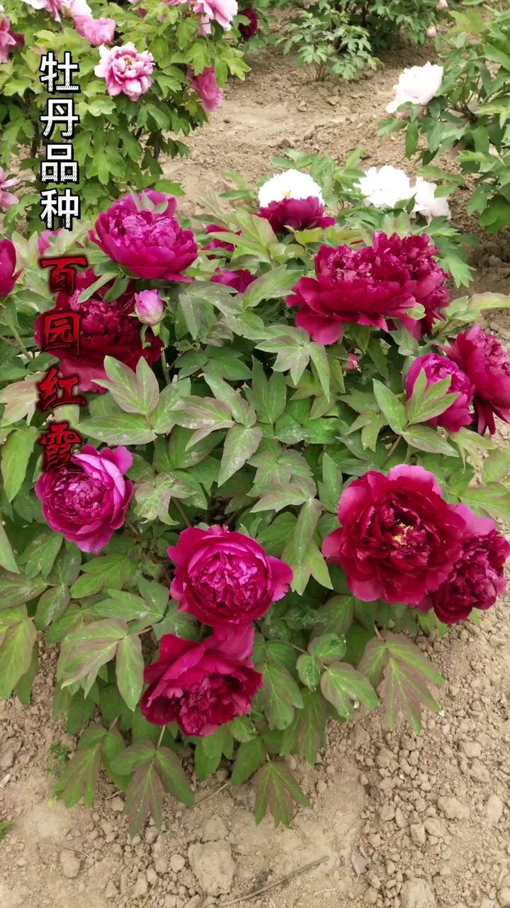 牡丹品种百园红霞很熟悉吧#牡丹-度小视