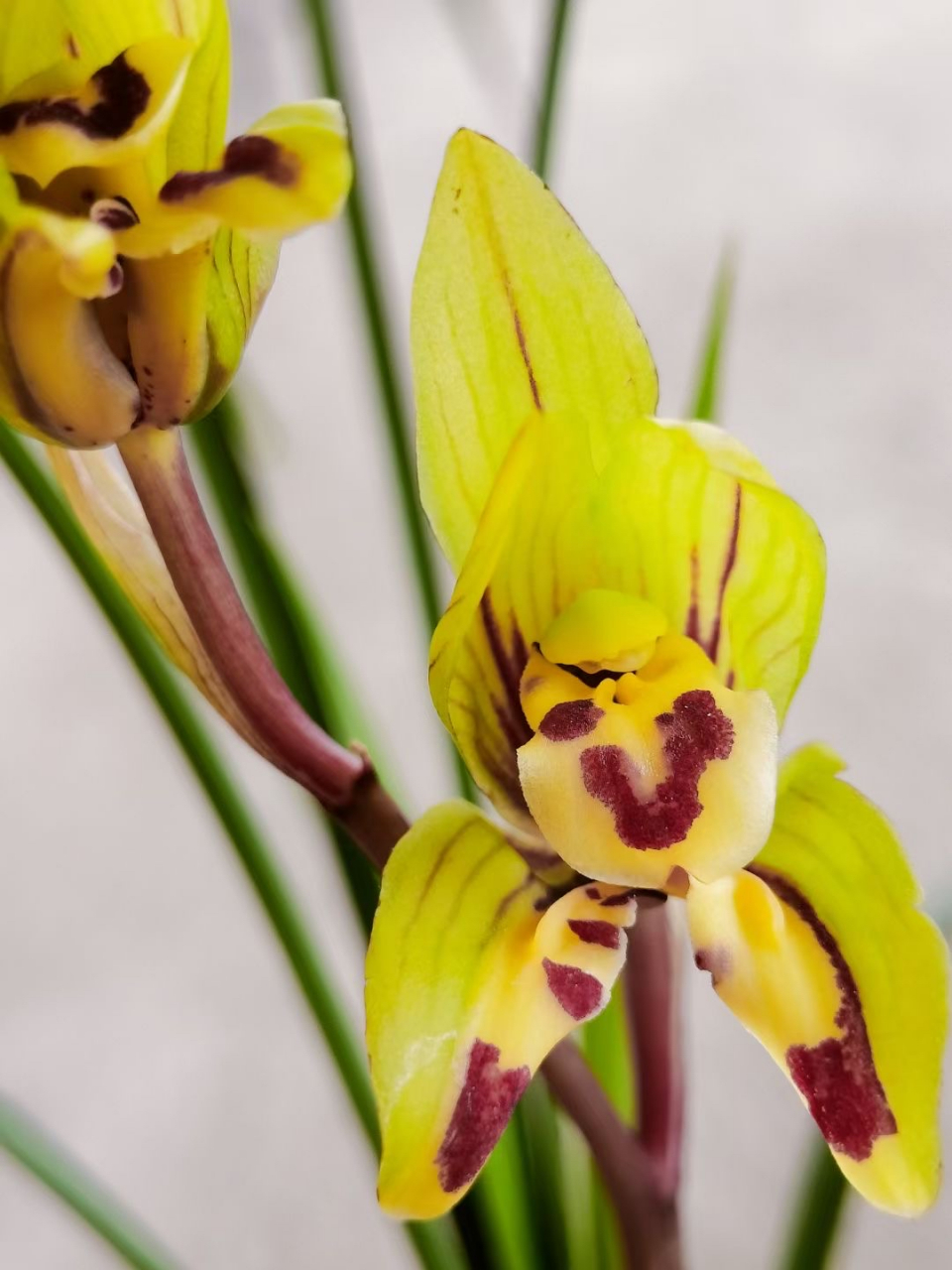 莲瓣兰 新品蝶花 黄金蝶