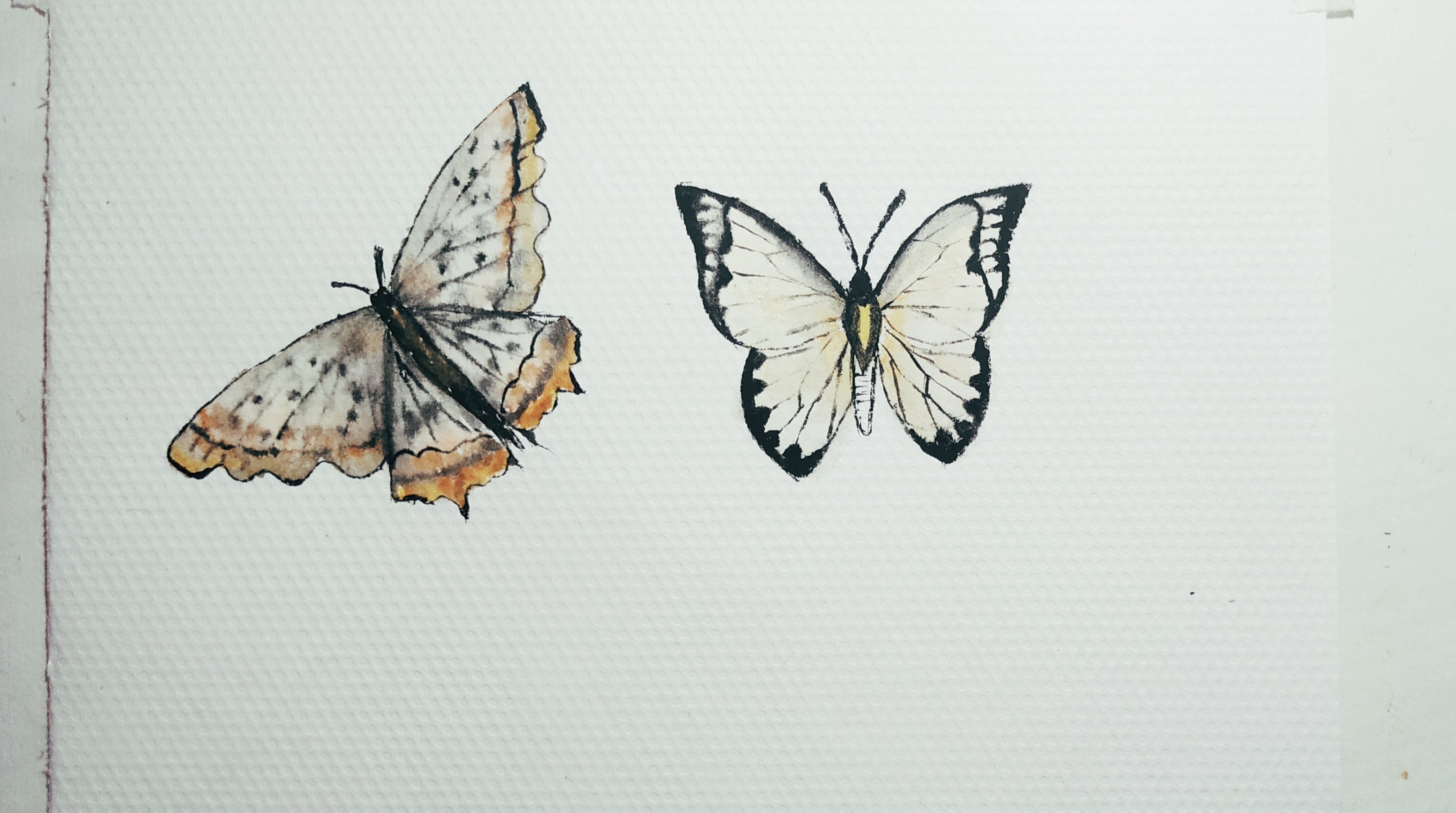 水彩蝴蝶手绘步骤图