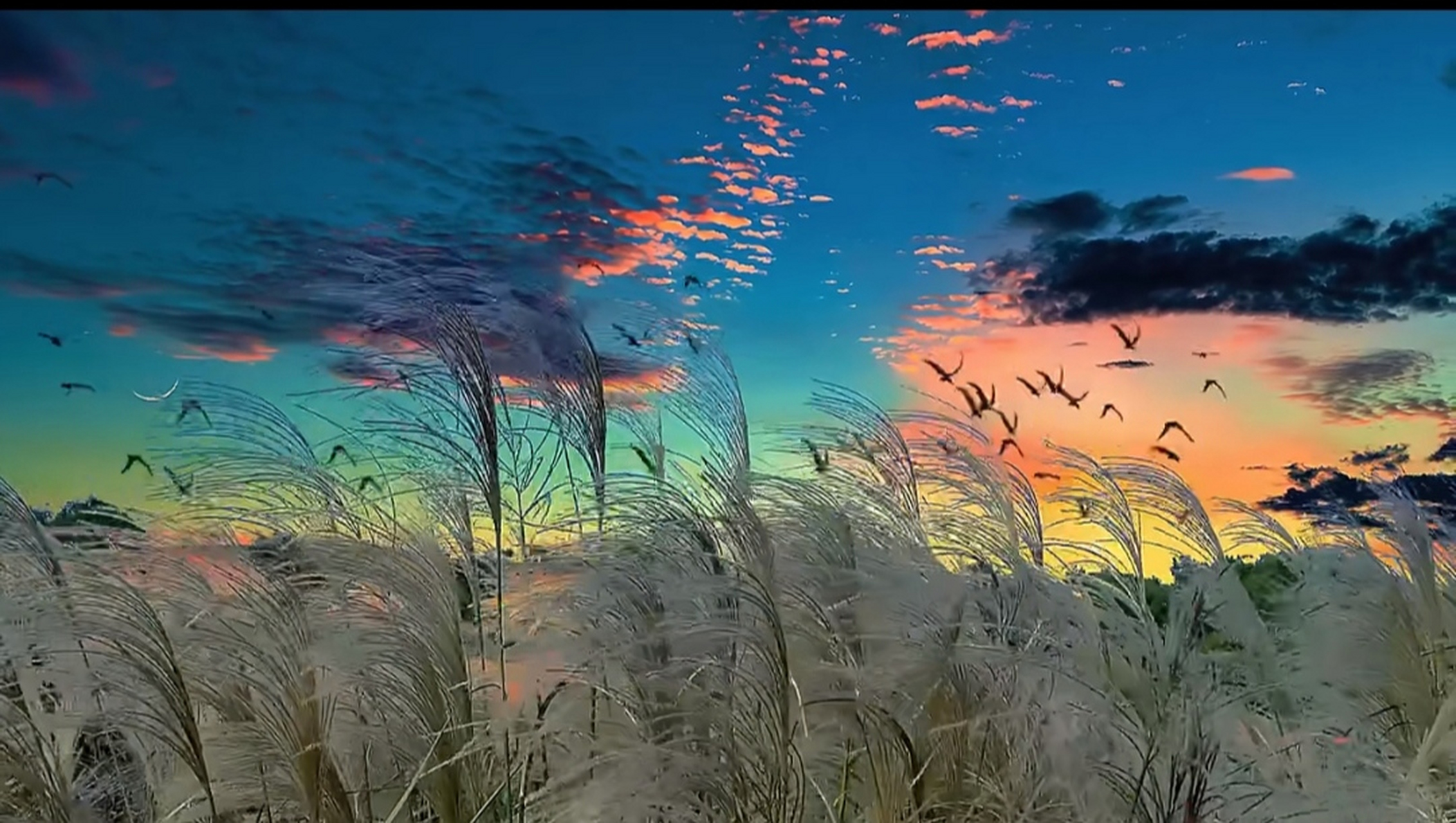 夕阳芦苇飞鸟图片图片