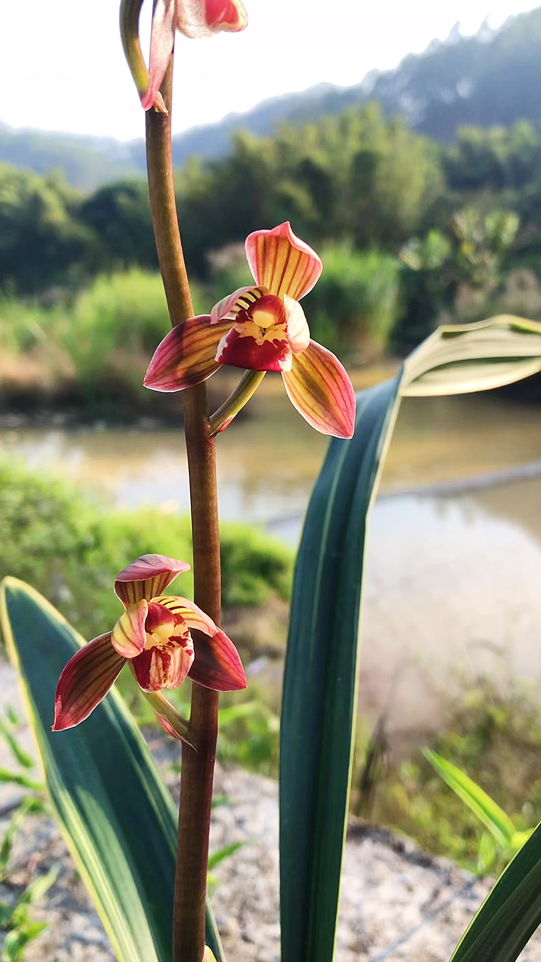 墨兰线艺红花东方红神荷