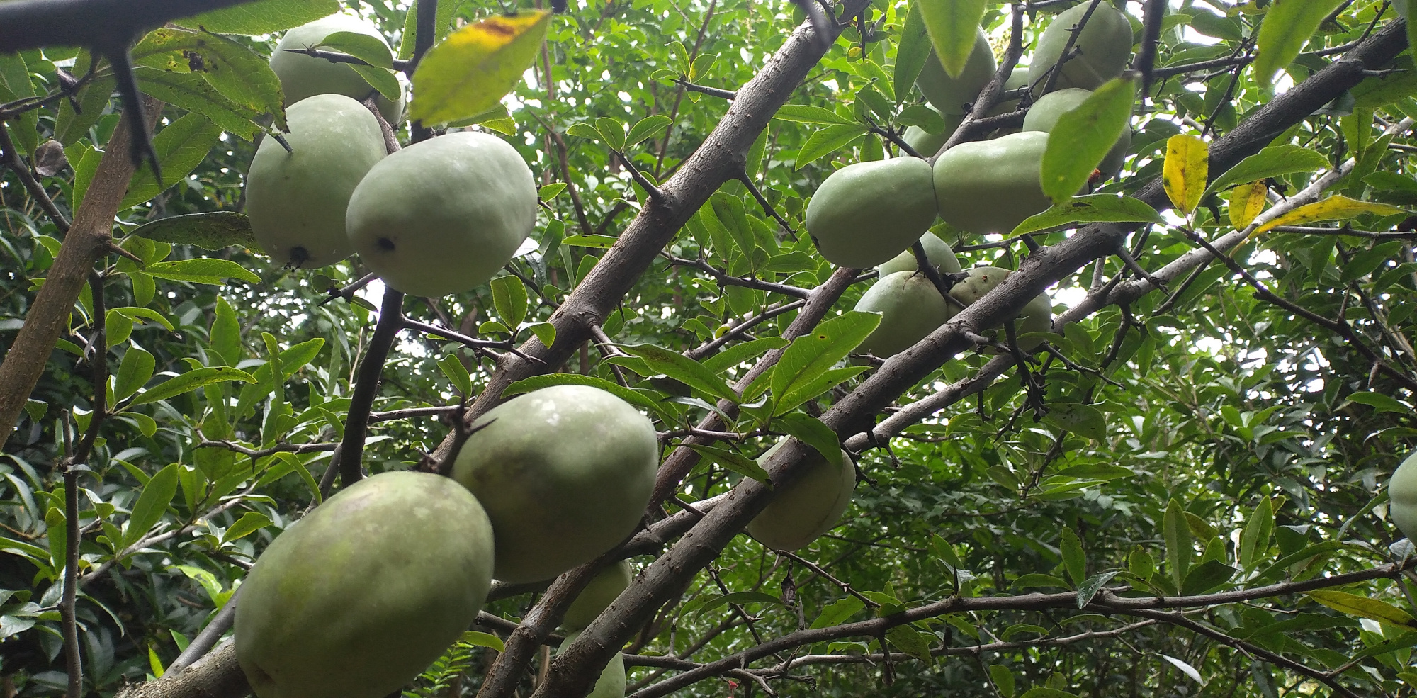汉中:木瓜长得像梨又像苹果,但是不知道能不能吃