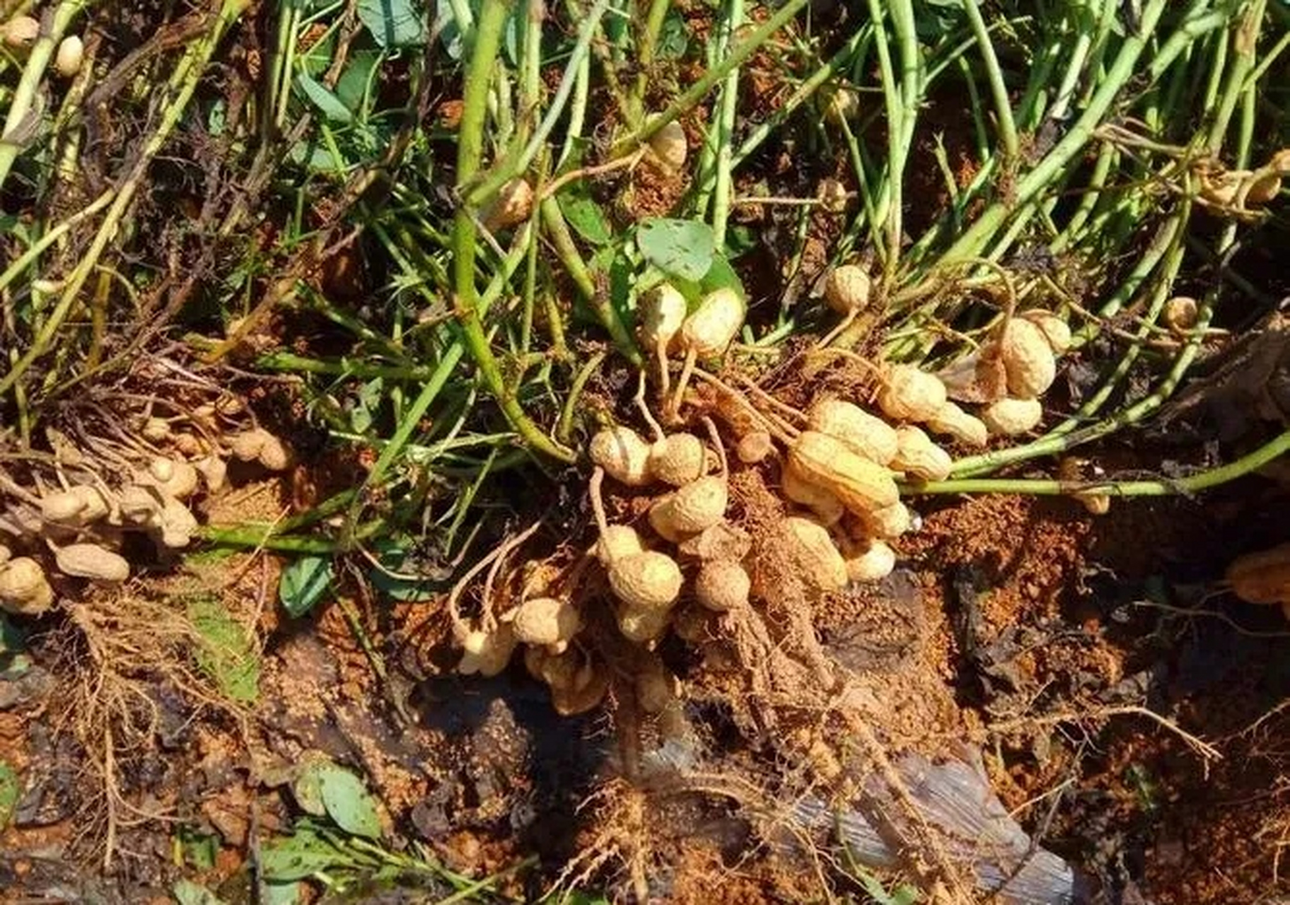 前两天,一位退休的副局长,在地里挖花生,挖呀挖,挖到快晌午了,老头