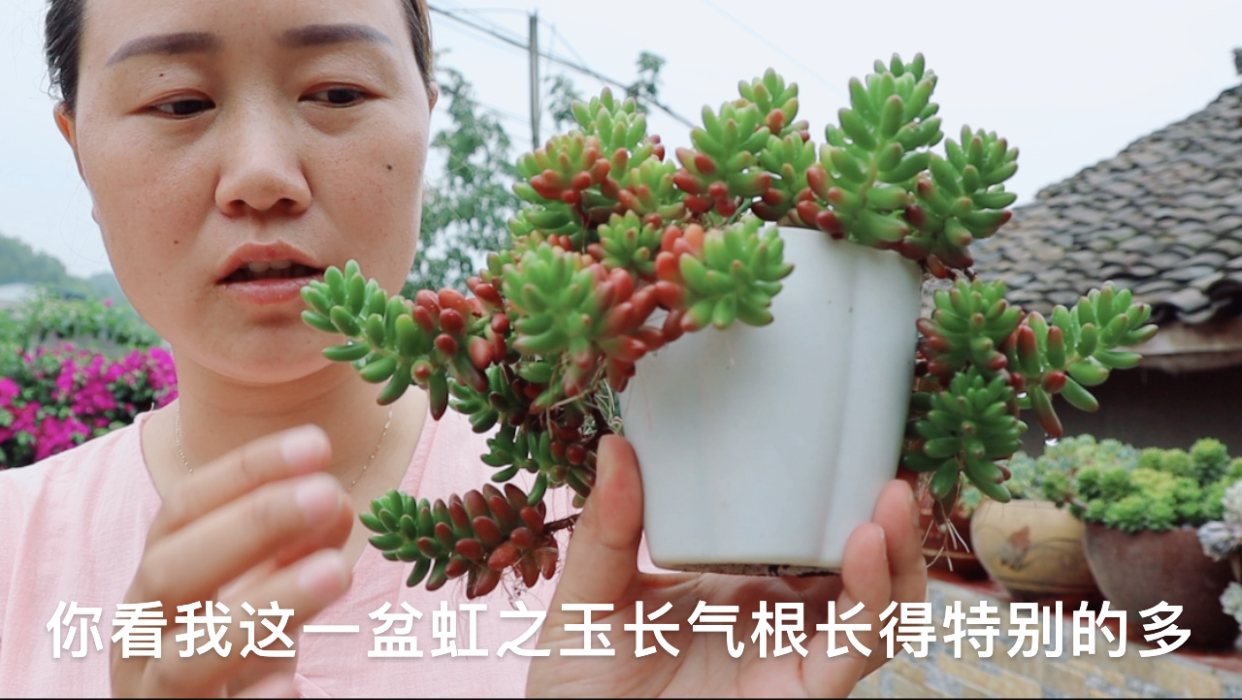 这么漂亮的多肉长气根了!怎么办?经验分享快来看看