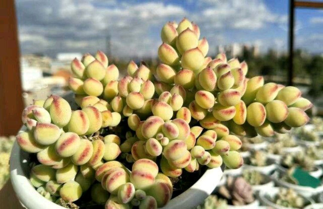 福娘多肉 - 2020年最新商品信息聚合专区 - 百度爱采购