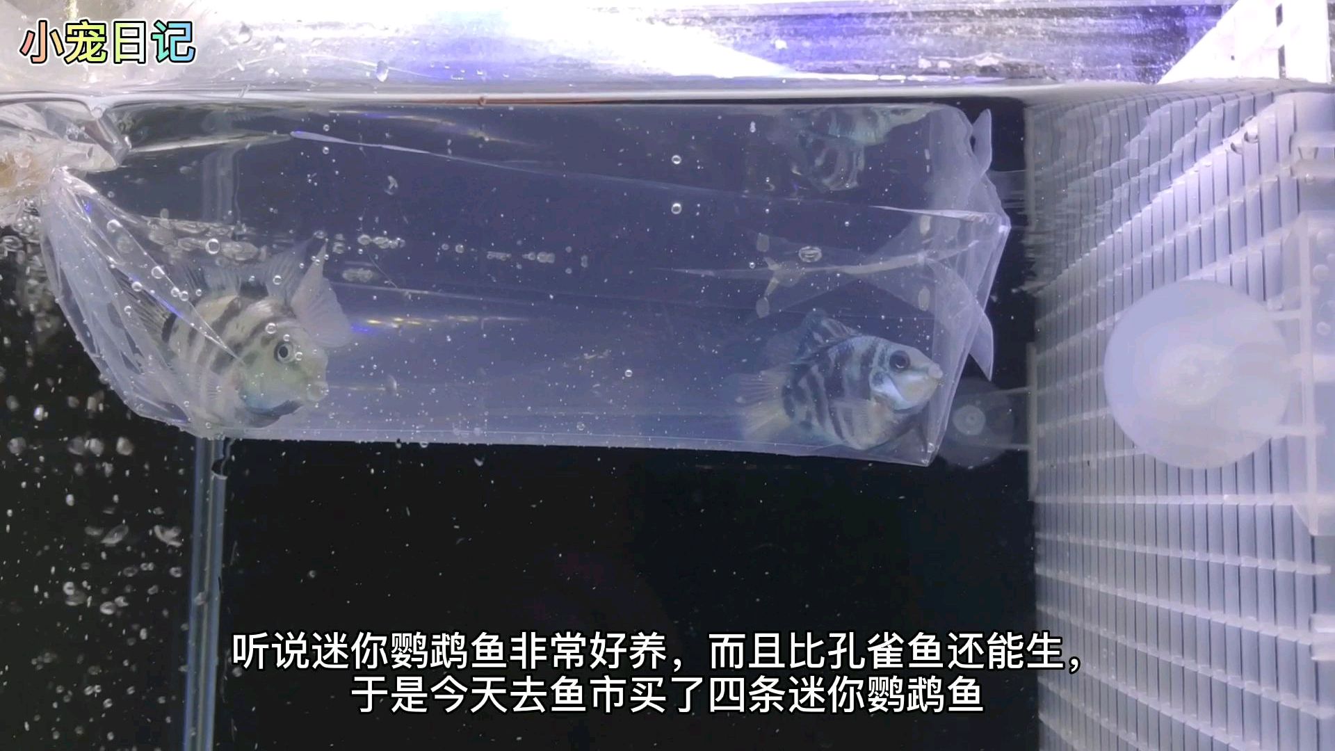 去鱼市买了四条迷你鹦鹉鱼,但是不会分公母
