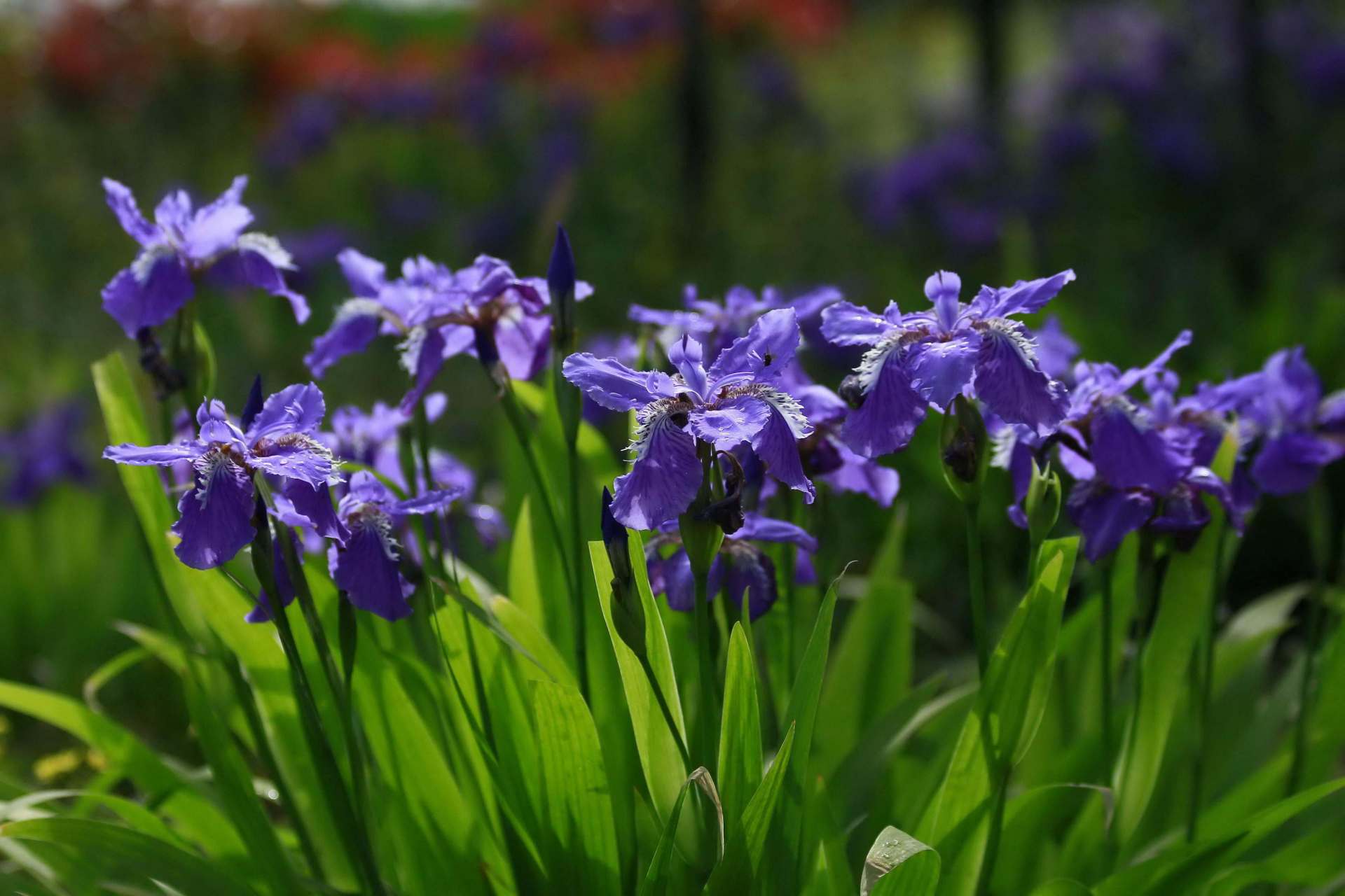 田园风植物—紫花鸢尾 紫花鸢尾也叫扁竹花,蓝蝴蝶,它属于鸢尾科