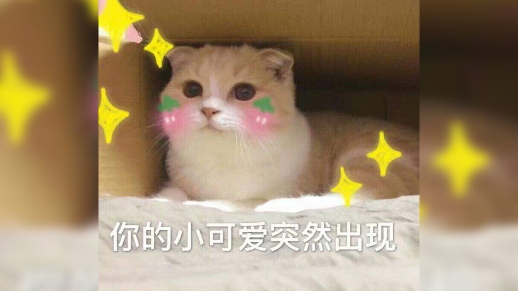 那些被做成可爱表情包的小猫咪,你喜欢吗?
