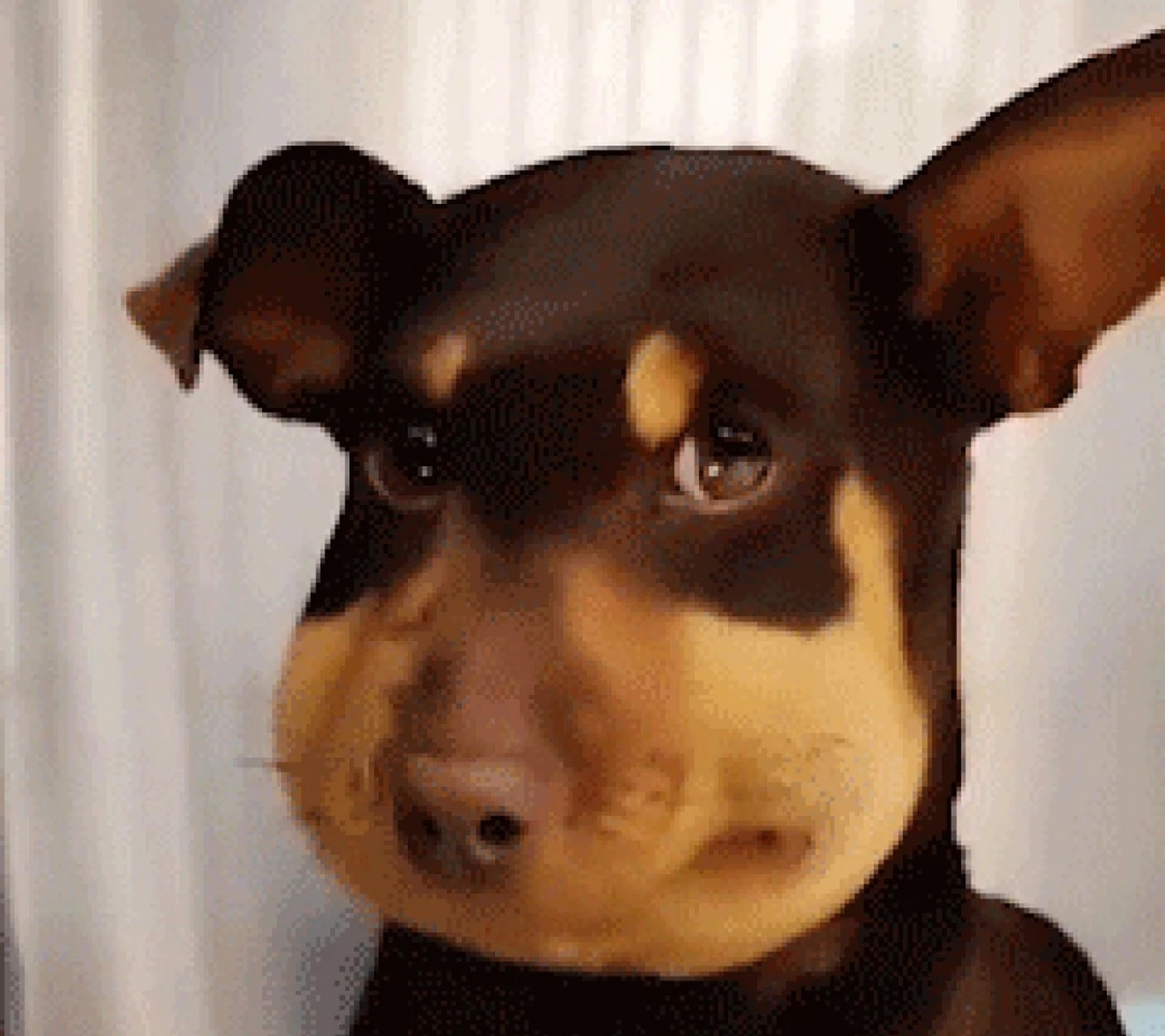 被蜜蜂蛰的毛孩子们