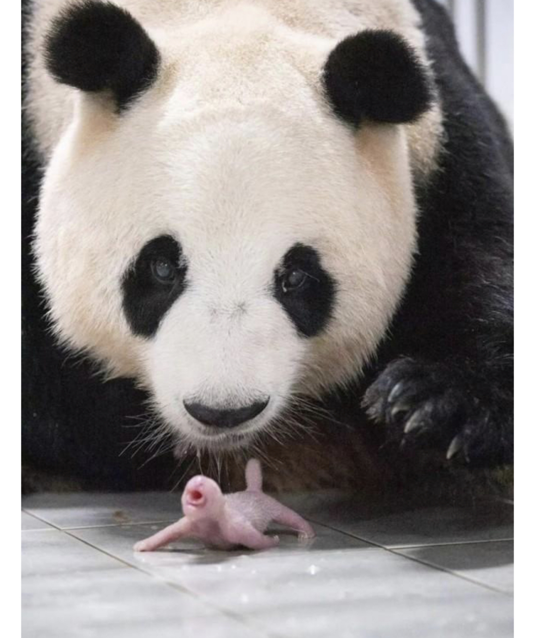 爱宝女士在中国的名字是"华妮",也是熊猫大明星福宝的妈妈.