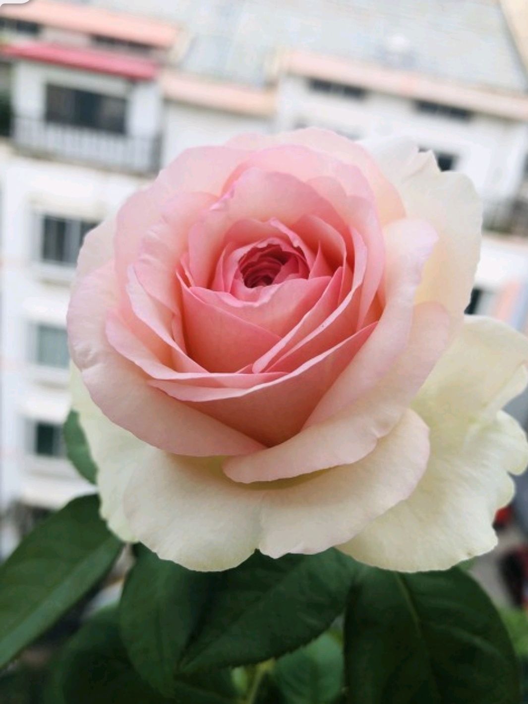 蒙娜丽莎——属于夏天的月季,广东第四宝,耐热耐开大包子