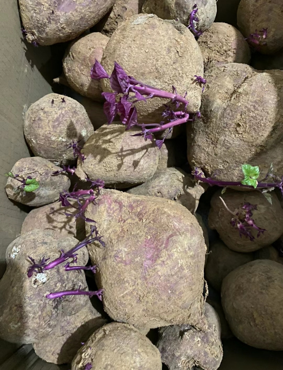 红薯没有带来几天就发芽了,不知道还能不能吃,不 舍得扔啊,大老源从