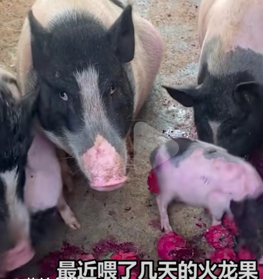 男子长期喂猪吃木瓜,换成火龙果后遭猪翻白眼