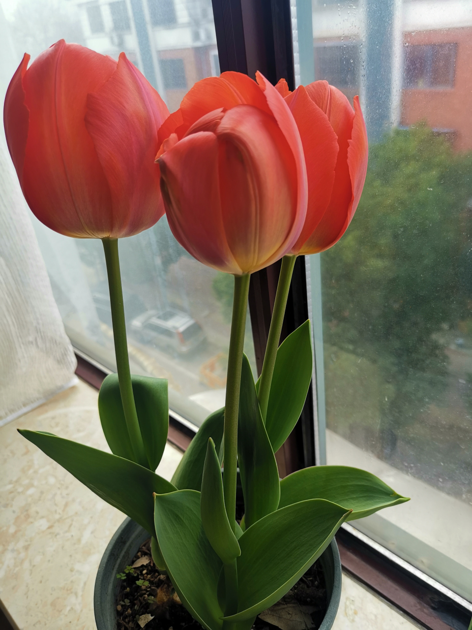 这两天上班忙,今天才发现郁金香的杆长了这么多,又解锁了新认知