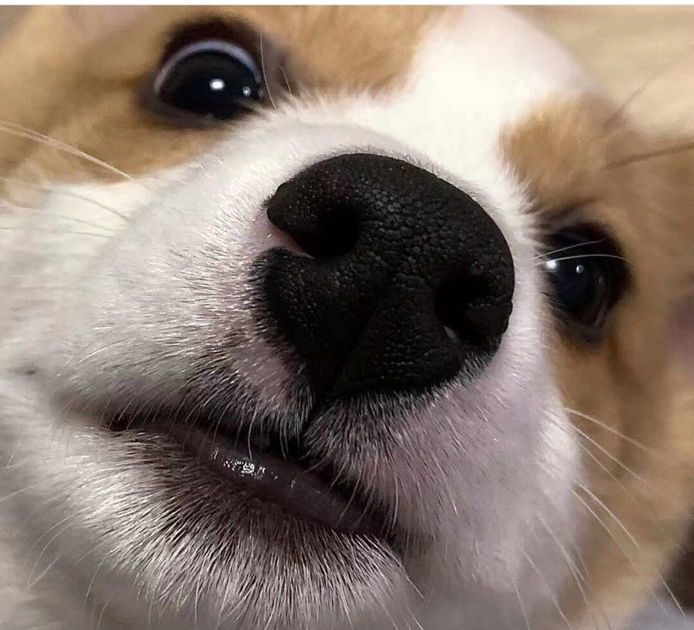 怼脸拍,让你怼脸拍#狗狗