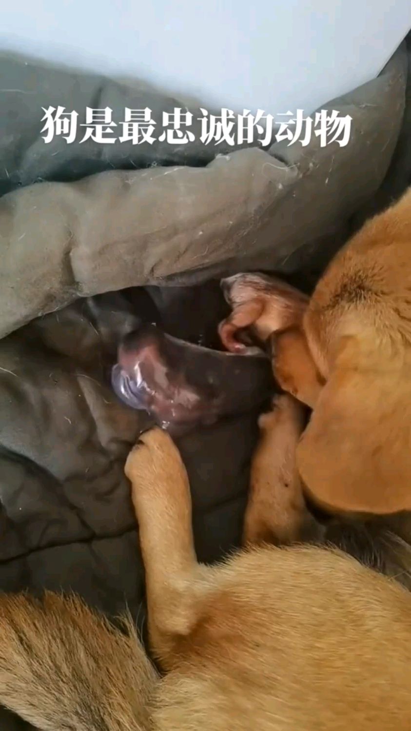 狗狗分娩全过程,这一幕真是难得一见