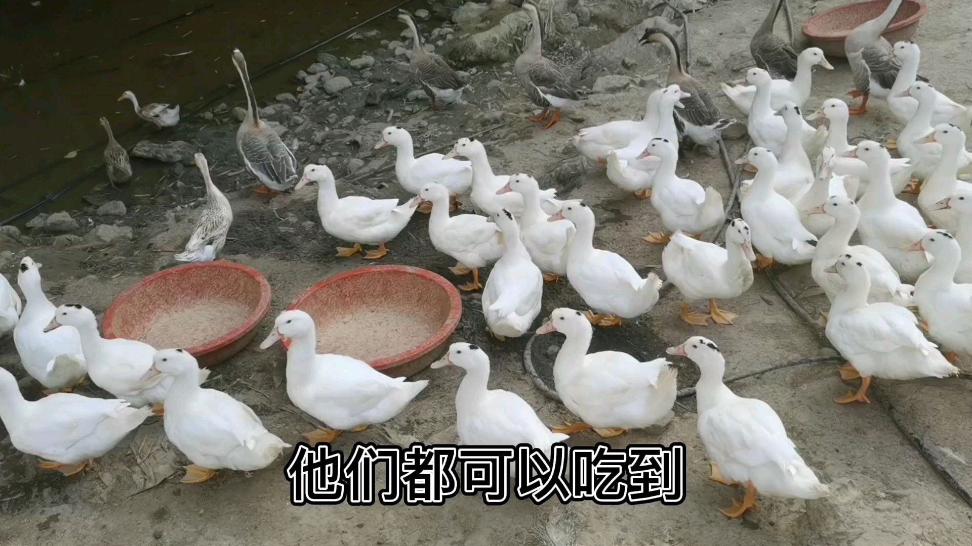 今天去抓鸭子,带大家认识一下半番,还有给大家看看小八哥