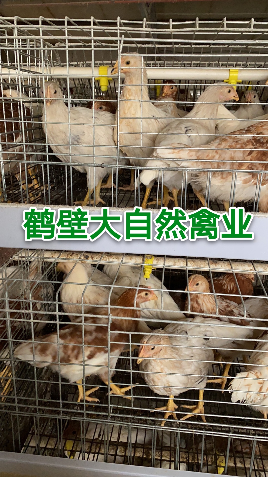 60日龄海兰灰青年鸡