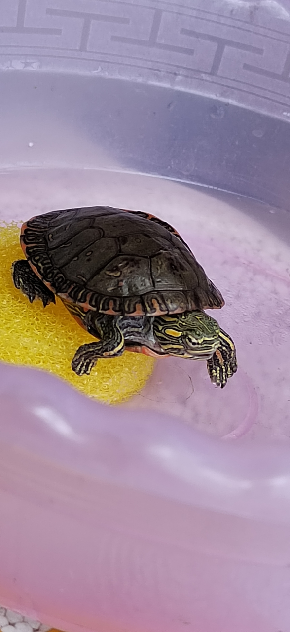 西锦龟的生活习性很强 西锦龟对多种栖息环境的适应性都很强,野生的锦