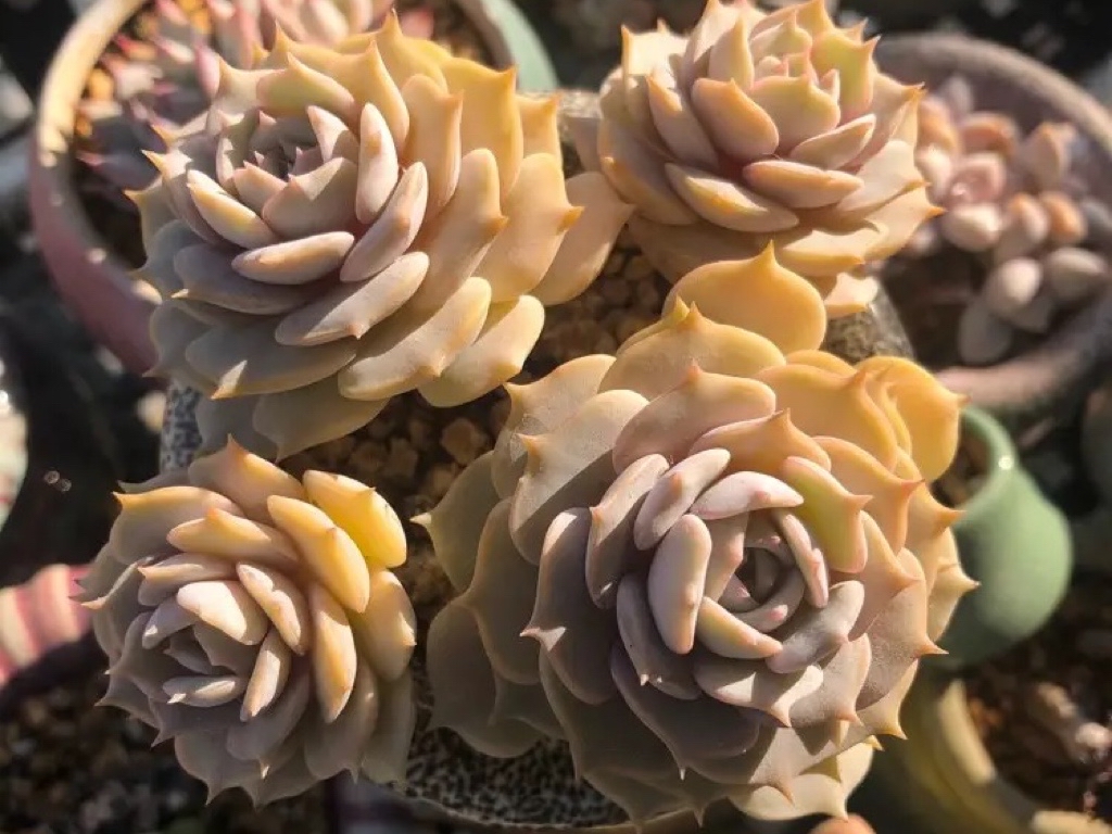 多肉植物当中的三胞胎:丽娜莲,露西娜和露娜莲,该如何区分呢?